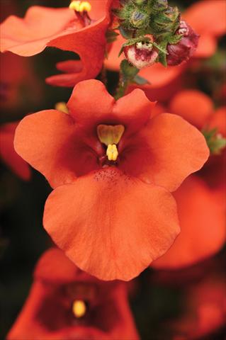 Photo de variété de fleurs à utiliser comme: Pot et Plante à massif Diascia Juliet™ Orange