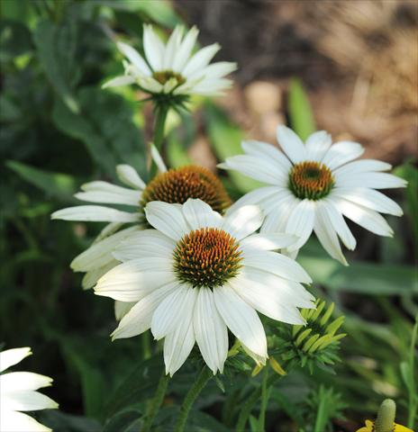 Photo de variété de fleurs à utiliser comme: Pot et Plante à massif Echinacea purpurea PowWow™ White