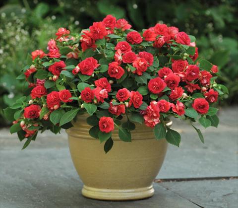 Photo de variété de fleurs à utiliser comme: Pot et Plante à massif Impatiens walleriana Fiesta™ Sunrise Red