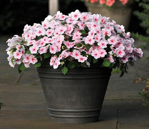 Photo de variété de fleurs à utiliser comme: Pot et Plante à massif Impatiens walleriana Impreza™ F1 Cherry Splash