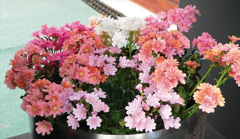 Photo de variété de fleurs à utiliser comme: Pot et Plante à massif Lewisia cotyledon Regenbogen