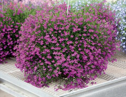 Photo de variété de fleurs à utiliser comme: Pot, patio, Suspension Lobelia Purple Star