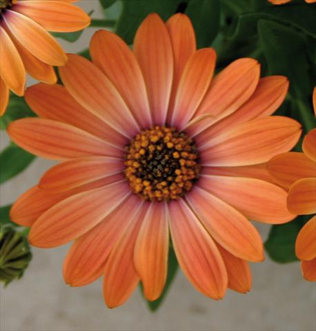 Photo de variété de fleurs à utiliser comme: Pot et Plante à massif Osteospermum Astra™ Orange Sunrise