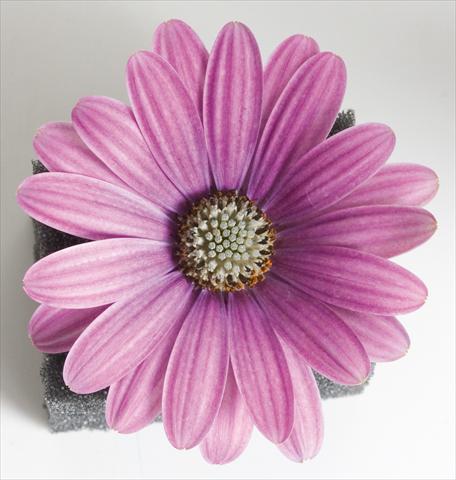 Photo de variété de fleurs à utiliser comme: Pot et Plante à massif Osteospermum Astra™ Rose with Eye