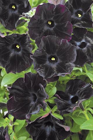 Photo de variété de fleurs à utiliser comme: Pot, patio, Suspension Petunia Mystical Black Velvet