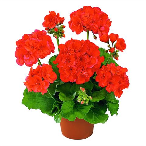 Photo de variété de fleurs à utiliser comme: Pot Pelargonium zonale RED FOX Green Series Nobila