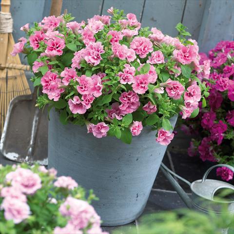 Photo de variété de fleurs à utiliser comme: Pot, patio, Suspension Petunia Viva® Double Pink