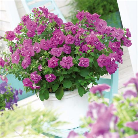 Photo de variété de fleurs à utiliser comme: Pot, patio, Suspension Petunia Viva® Double Purple