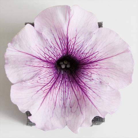 Photo de variété de fleurs à utiliser comme: Pot, patio, Suspension Petunia Viva® Lilac Vein
