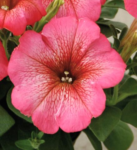 Photo de variété de fleurs à utiliser comme: Pot, patio, Suspension Petunia Viva® Rose Blush