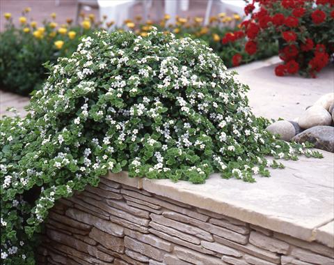 Photo de variété de fleurs à utiliser comme: Pot, patio, Suspension Bacopa (Sutera cordata) Baja White