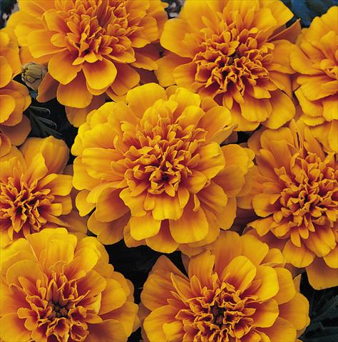Photo de variété de fleurs à utiliser comme: Pot et Plante à massif Tagetes patula Nana Bonanza Orange