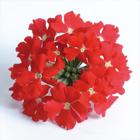Photo de variété de fleurs à utiliser comme: Pot, patio, Suspension Verbena Venturi™ Scarlet