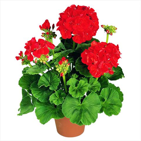 Photo de variété de fleurs à utiliser comme: Pot Pelargonium zonale RED FOX Green Series Präludium