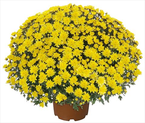 Photo de variété de fleurs à utiliser comme: Pot et Plante à massif Chrysanthemum multiflora Pamplona Jogger Yellow