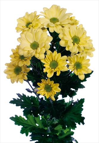Photo de variété de fleurs à utiliser comme: Pot et Plante à massif Chrysanthemum Bacardi Cream