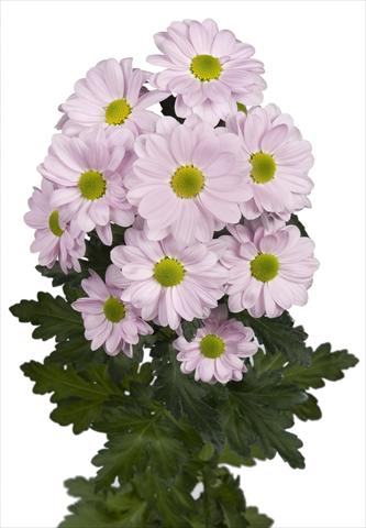 Photo de variété de fleurs à utiliser comme: Pot et Plante à massif Chrysanthemum Bacardi Pearl