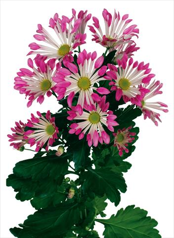 Photo de variété de fleurs à utiliser comme: Pot et Plante à massif Chrysanthemum Dance