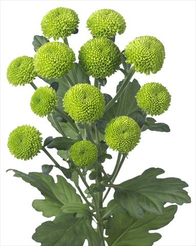 Photo de variété de fleurs à utiliser comme: Pot et Plante à massif Chrysanthemum Feeling Green Dark