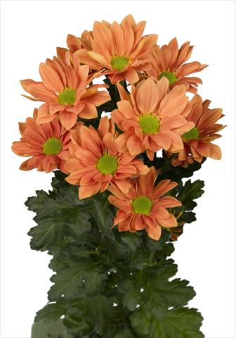 Photo de variété de fleurs à utiliser comme: Pot et Plante à massif Chrysanthemum Grand Orange