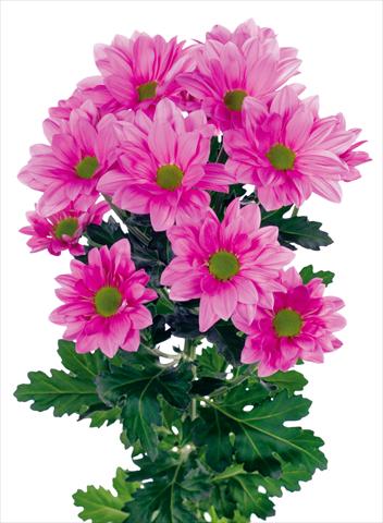 Photo de variété de fleurs à utiliser comme: Pot et Plante à massif Chrysanthemum Grand Pink