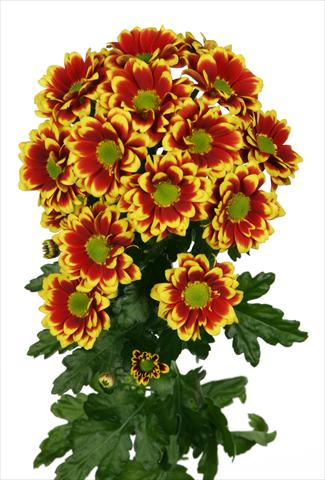 Photo de variété de fleurs à utiliser comme: Pot et Plante à massif Chrysanthemum Raisa