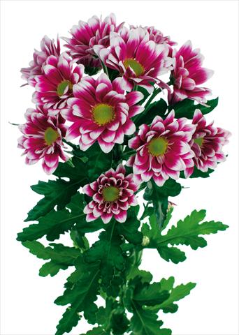 Photo de variété de fleurs à utiliser comme: Pot et Plante à massif Chrysanthemum Soundtrack
