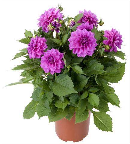 Photo de variété de fleurs à utiliser comme: Pot et Plante à massif Dahlia Dahlinova Hypnotica® Lavender