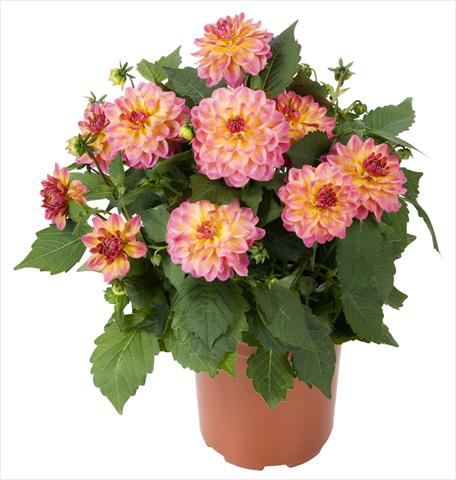 Photo de variété de fleurs à utiliser comme: Pot et Plante à massif Dahlia Dahlinova Hypnotica® Rose Bicolor
