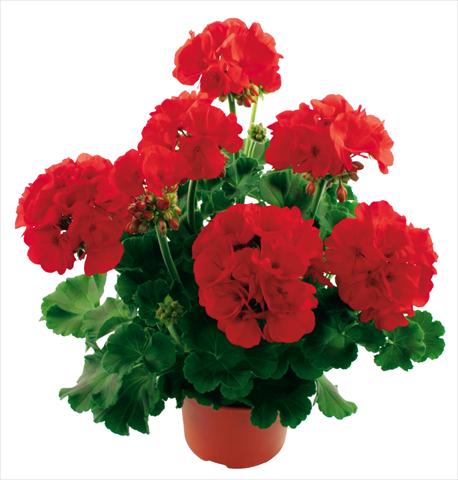 Photo de variété de fleurs à utiliser comme: Pot Pelargonium zonale Summer Idols® True Red