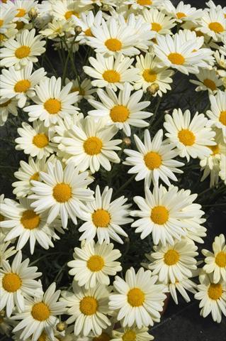 Photo de variété de fleurs à utiliser comme: Pot et Plante à massif Argyranthemum frutescens Daisy Crazy Summit Yellow
