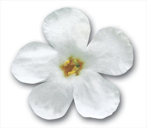 Photo de variété de fleurs à utiliser comme: Pot, patio, Suspension Bacopa (Sutera cordata) Secrets® XXL White