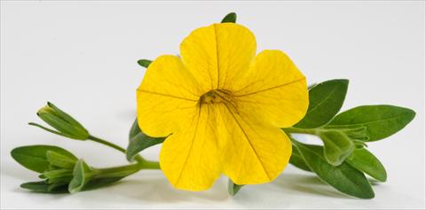 Photo de variété de fleurs à utiliser comme: Pot, patio, Suspension Calibrachoa Caloha Yellow