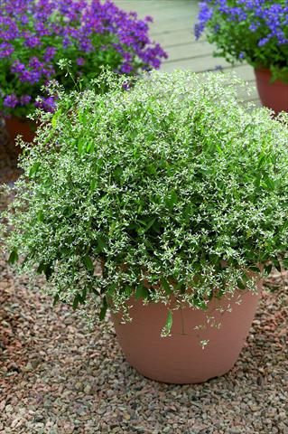 Photo de variété de fleurs à utiliser comme: Pot, patio, Suspension Euphorbia Gloria