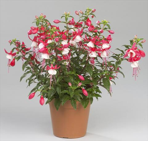 Photo de variété de fleurs à utiliser comme: Pot Fuchsia Sunbeam Ernie