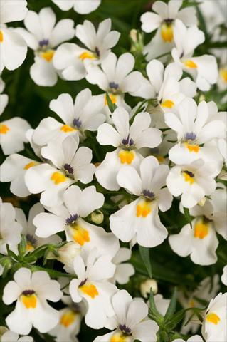 Photo de variété de fleurs à utiliser comme: Pot, patio, Suspension Nemesia Spicy Snow White