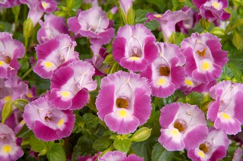 Photo de variété de fleurs à utiliser comme: Pot, patio, Suspension Torenia Lovely Punky Violet