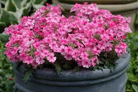 Photo de variété de fleurs à utiliser comme: Pot, patio, Suspension Verbena Velox Pink