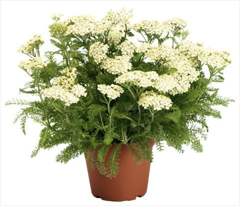 Photo de variété de fleurs à utiliser comme: Plante à massif/ plante de bordure Achillea millefolium Desert Eve Cream