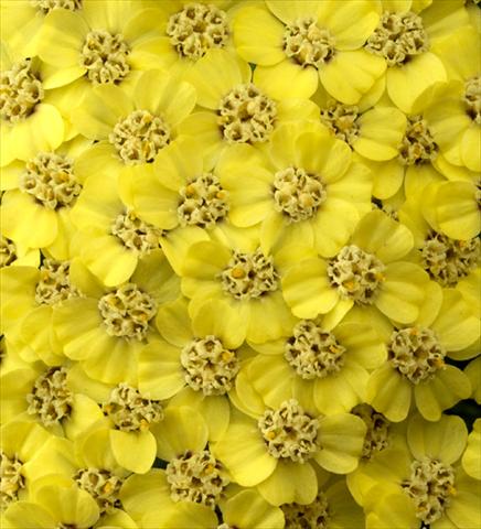 Photo de variété de fleurs à utiliser comme: Plante à massif/ plante de bordure Achillea millefolium Desert Eve Light Yellow