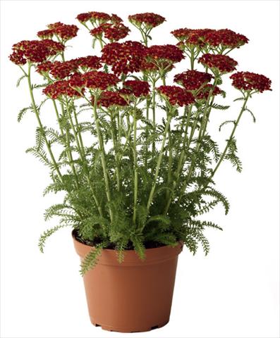 Photo de variété de fleurs à utiliser comme: Pot et Plante à massif Achillea millefolium Desert Eve Red