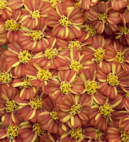 Photo de variété de fleurs à utiliser comme: Pot et Plante à massif Achillea millefolium Desert Eve Terracotta