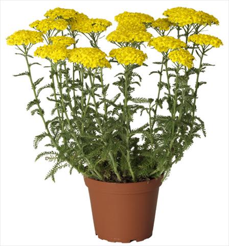 Photo de variété de fleurs à utiliser comme: Pot et Plante à massif Achillea millefolium Desert Eve Yellow