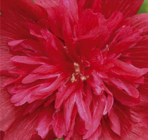 Photo de variété de fleurs à utiliser comme: Pot et Plante à massif Alcea rosea Spring Celebrities Carmine Rose