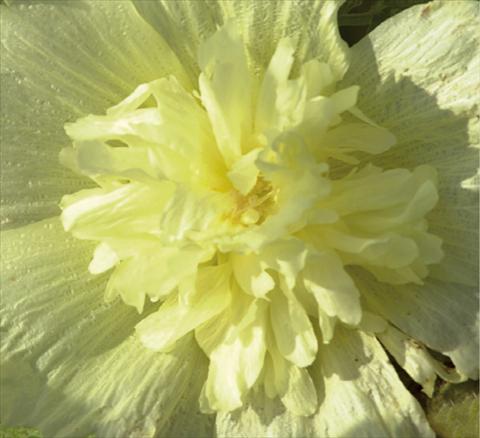 Photo de variété de fleurs à utiliser comme: Pot et Plante à massif Alcea rosea Spring Celebrities Lemon