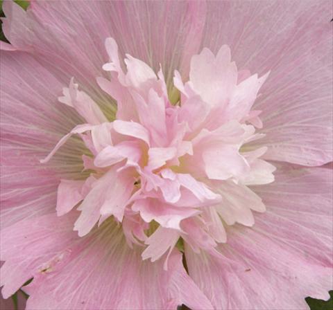 Photo de variété de fleurs à utiliser comme: Pot et Plante à massif Alcea rosea Spring Celebrities Pink