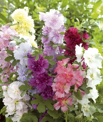 Photo de variété de fleurs à utiliser comme: Pot et Plante à massif Alcea rosea Spring Celebrities
