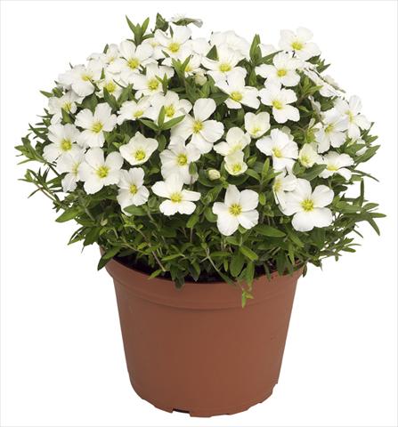 Photo de variété de fleurs à utiliser comme: Pot et Plante à massif Arenaria montana Blizzard Compact