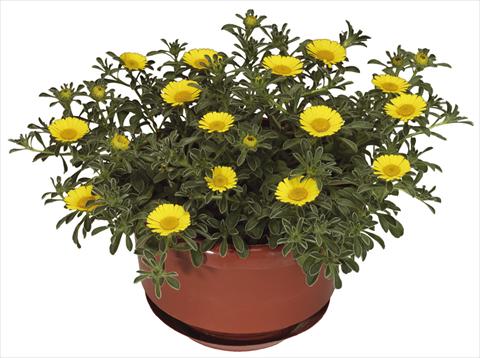 Photo de variété de fleurs à utiliser comme: Pot et Plante à massif Asteriscus maritimus Aurelia Gold