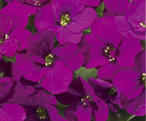 Photo de variété de fleurs à utiliser comme: Pot et Plante à massif Aubrieta hybrida Axcent™ Dark Red